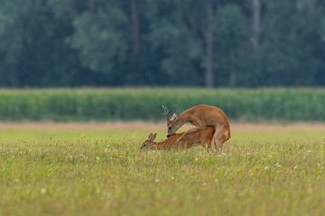 Paarungszeit bei den Rehen