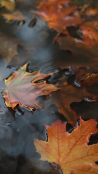 Vertical video of raindrops falling on brown, orange and yellow maple leaves in a puddle on a rainy and cloudy autumn day