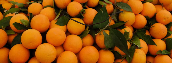 Close up orange organic tangerines with green leaves from market. Square format. Concept of juicy...