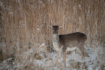 Damspießer im Schilf
