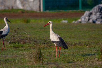 migratory bird on the grass, White Stork, Ciconia ciconia