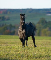 dark morgan horse running through field with fall foliage in background vertical equine image room...