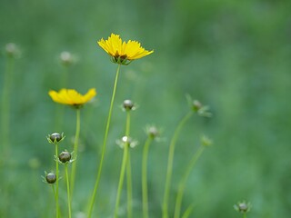 Side view, medium wide shot of small yellow flowers