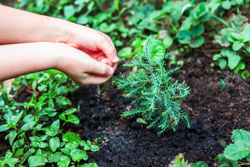 Naklejka na ściany i meble Human hands watering small green plant of tree, take care of nature. Ecology concept