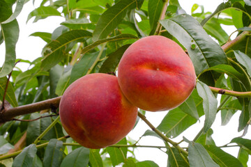 Juicy ripe peaches on tree are ripe for harvesting. Orchard business concept