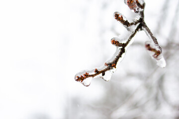 Frozen branches with buds, all covered with ice. Bad weather conditions in spring for plants