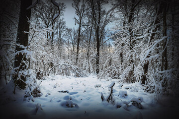 Zimowy las - obrazy, fototapety, plakaty