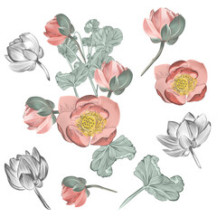 Collection of vector lotus flowers in vintage style for design