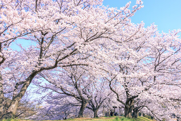 満開の桜並木と爽やかな青空