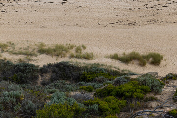 Grass patch on the sand.