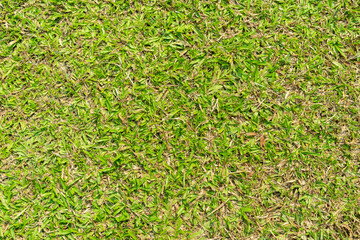 Green lawn texture background image.