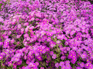 Obraz premium white and purple pcutter flower Shows innocence and pure honesty to loved ones.