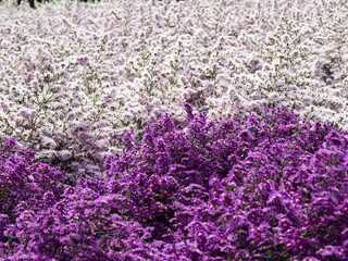 white and purple pcutter flower Shows innocence and pure honesty to loved ones.
