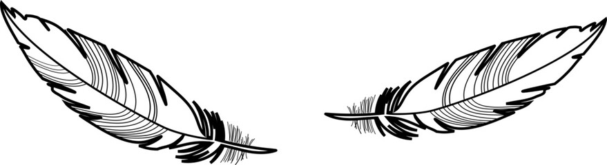 Illustration Federn 