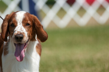 Welsh Springer Spaniel walking towards the camera in dog show ring