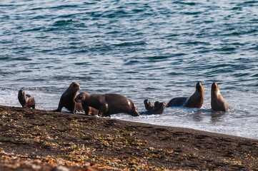 Fototapeta premium South American Sea Lion (Otaria flavescens) Female,.Peninsula Valdes ,Chubut,Patagonia, Argentina