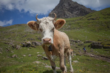 Fototapeta na wymiar Alpen Kuh in der Schweiz mit Horn