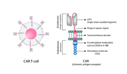 CAR T-cell therapy and Cancer treatment . Cancer therapy. CAR T cells immunotherapy. Chimeric antigen receptor T cells. T cell receptor proteins that have been engineered to kill cancer cells. Vector