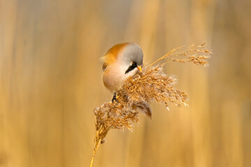 bearded tit on a branch