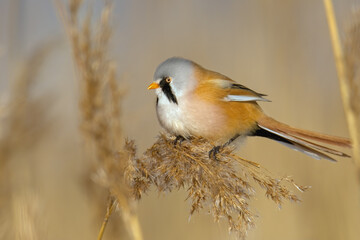 bearded tit on a branch
