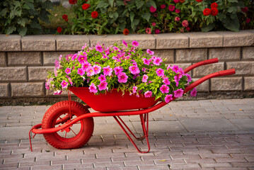 Fototapeta na wymiar Pretty red wheelbarrow with flowers, garden design