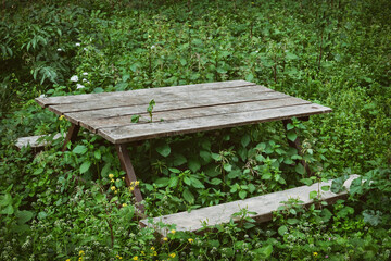 Wooden Camping Table Stuck In Overgrown Grass