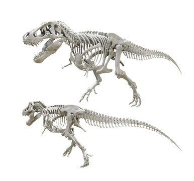 3d rendering of ancient animal skeleton of dinosaur t rex tyrannosaurus perspective view
