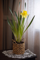 Photo of a flowering narcissus in a pot.