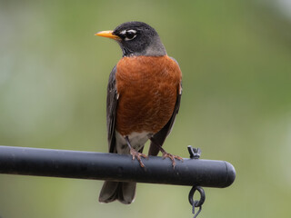 A robin, Turdus migratorius, in springtime and shown in profile.