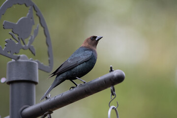 A brown-headed cowbird sits on the bird feeder in a springtime garden.