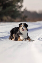 Miniature American Shepherd dog in the snow. Dog in winter landscape. Mini aussie dog
