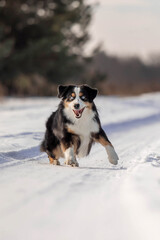 Miniature American Shepherd dog in the snow. Dog in winter landscape. Mini aussie dog