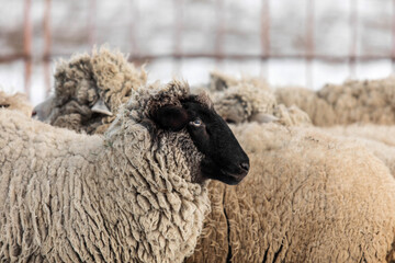 Naklejka premium Snowy winter scene with a flock of sheep. Winter landscape. Countryside