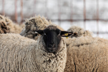 Snowy winter scene with a flock of  sheep. Winter landscape. Countryside