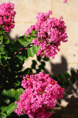 Vibrant pink flowers on Tuscarora Crape Myrtle tree in a garden. Selective focus.