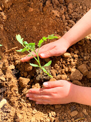 The hands of a little child planting a plant in a fertile soil.