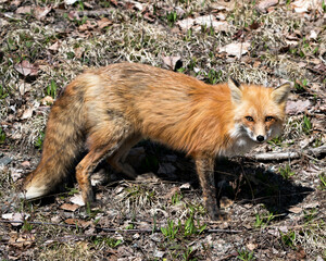 Red Fox Photo Stock. Fox Image. Close-up profile side view in the spring season displaying fox tail, fur, in its environment and habitat with a blur foliage background. Picture. Portrait.