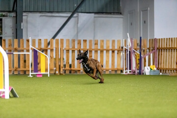 Energetic dog during an agility competition, showcasing agility, speed, and determination. Dog sport.