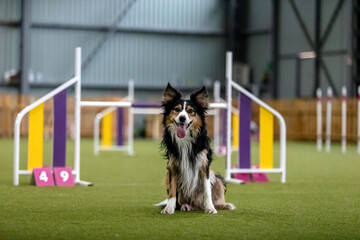 Energetic dog during an agility competition, showcasing agility, speed, and determination. Dog...