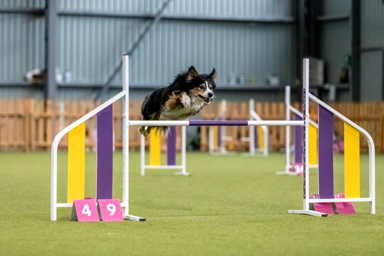 Energetic dog during an agility competition, showcasing agility, speed, and determination. Dog sport.
