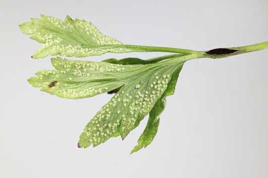 Urocystis anemones, known as anemone smut, and Ochropsora ariae, a rust fungus, infecting  leaves ofwood anemone 