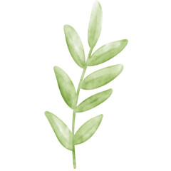 Watercolor leaf, leaf illustration, plant, plant watercolor