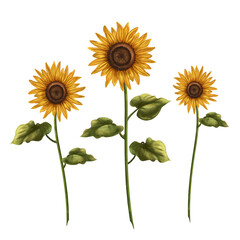 Bright yellow sunflowers on a white background. Digital illustration. For design, packaging, textiles, paper, postcards