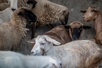 Obraz premium Rebaño de cabras