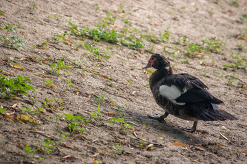 primer plano de un pato en la granja