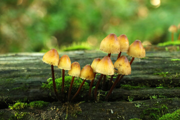 tiny mushrooms