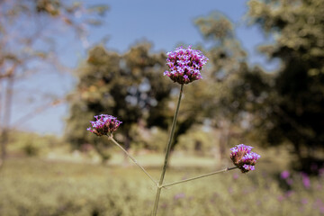 Big Closeup,Purpletop vervain flowers with arid wallpaper in the morning garden 