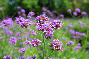 Big Closeup, Purpletop vervain flowers in the morning garden