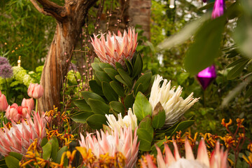 The giant Protea Cynaroides or King Protea of Proteaceae family at flower exhibition in greenhouse....