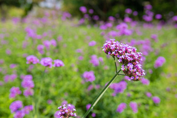 Big Closeup, Purpletop vervain flowers in the morning garden